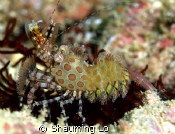 Marbled Shrimp, at Tunku Abdul Rahman Park, Kota Kinabalu... by Shauming Lo 
